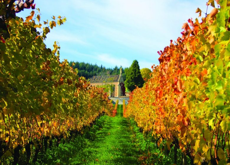 Le sentier des vignes