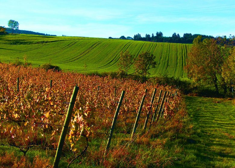 Le sentier des vignes