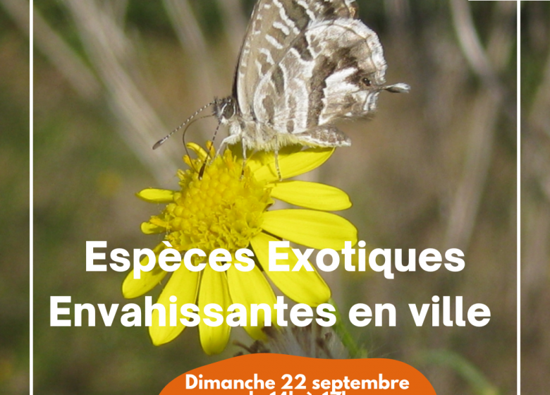 Espèces exotiques envahissantes en ville