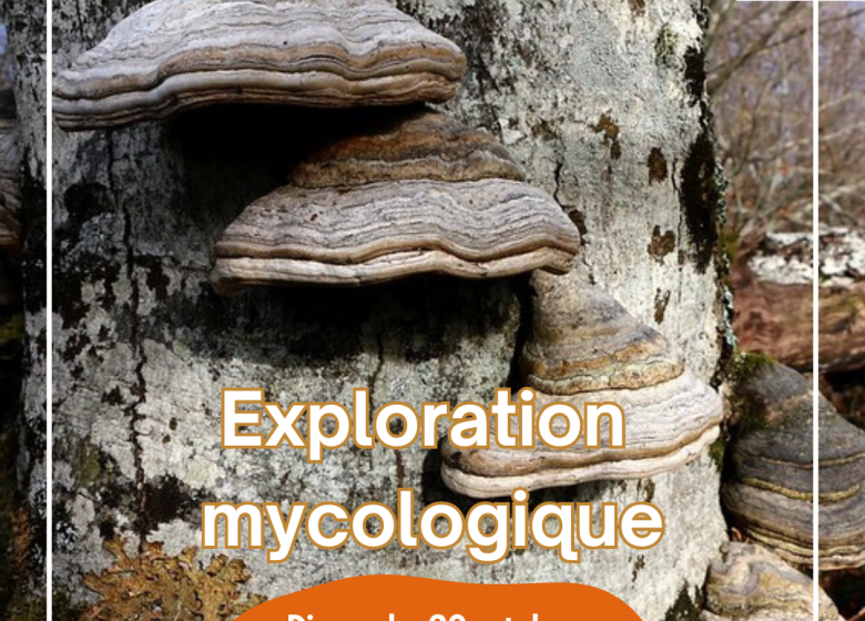 Exploration mycologique