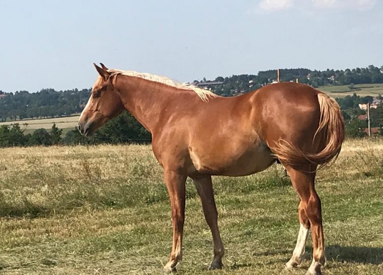 Stage cheval energy : venir vivre une connection avec le cheval et son énergie de guérison