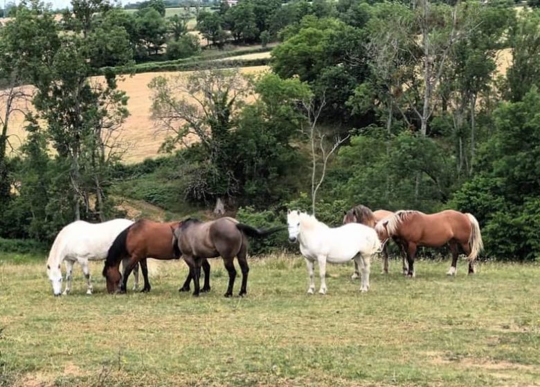 « Pré Ouvert » Approche Chevaux et Chiens par Aurélie Verrière