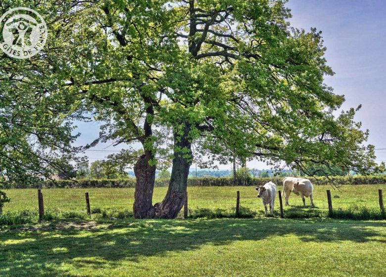 Ferme des Charolaises : Le Cocon