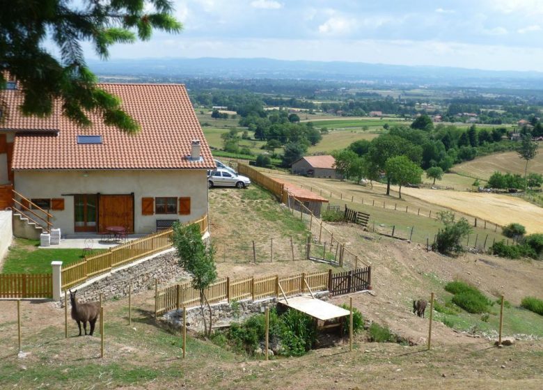 La Bruyère aux Lamas