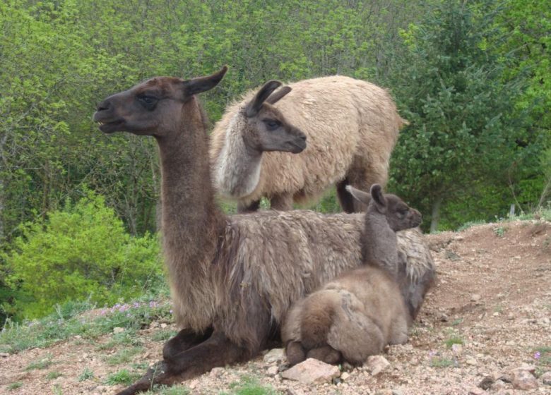 La Bruyère aux Lamas