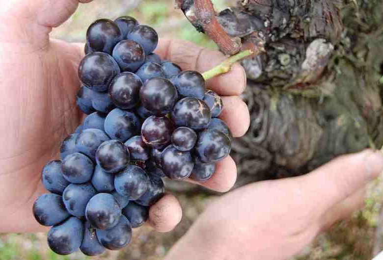 Domaine Sérol – Carine et Stéphane Sérol