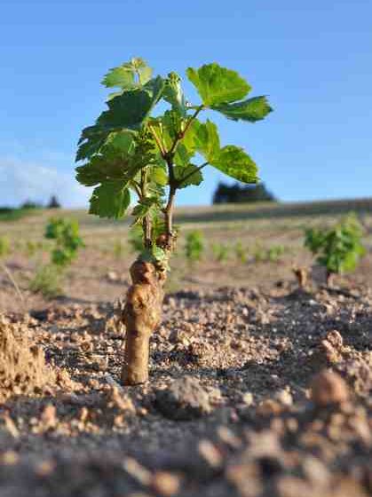 Domaine Sérol – Carine et Stéphane Sérol