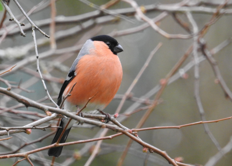 Conférence « Oiseaux des villes et des jardins »