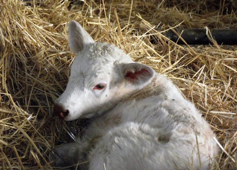 Ferme la Triplette Charoline