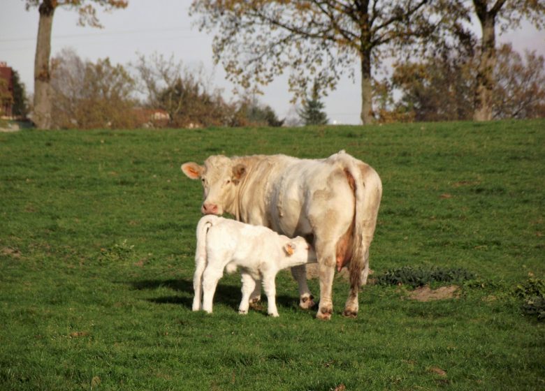 Ferme la Triplette Charoline