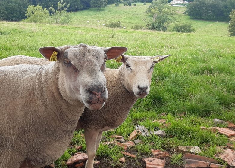 Ferme la Triplette Charoline