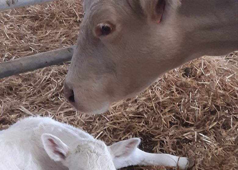 Ferme la Triplette Charoline