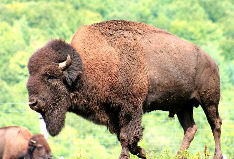 Ferme des Bisons des Monts de la Madeleine