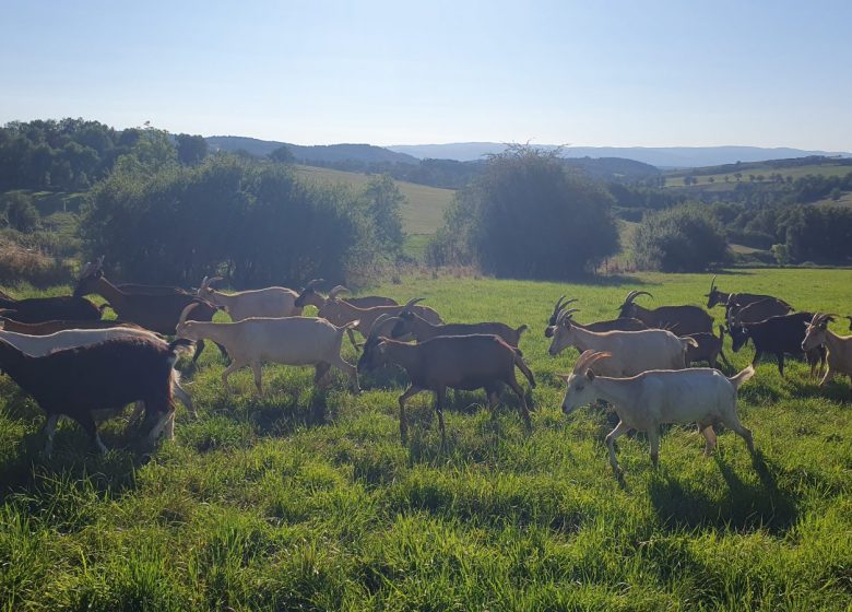 Les Chêvres de la Forest