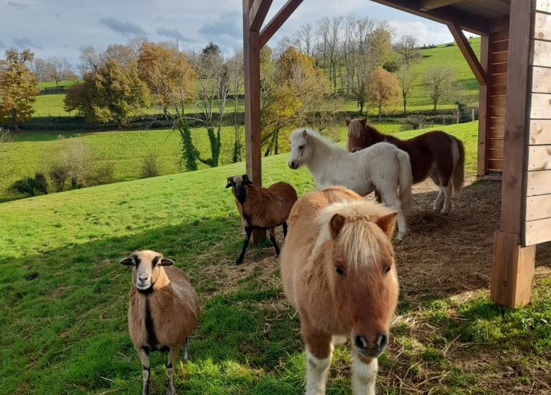 La Mascotte