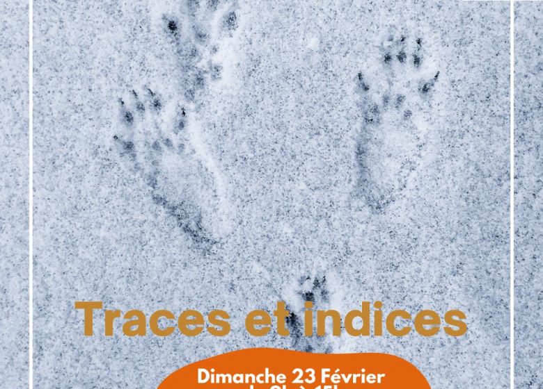 Sortie nature : Traces et Indices