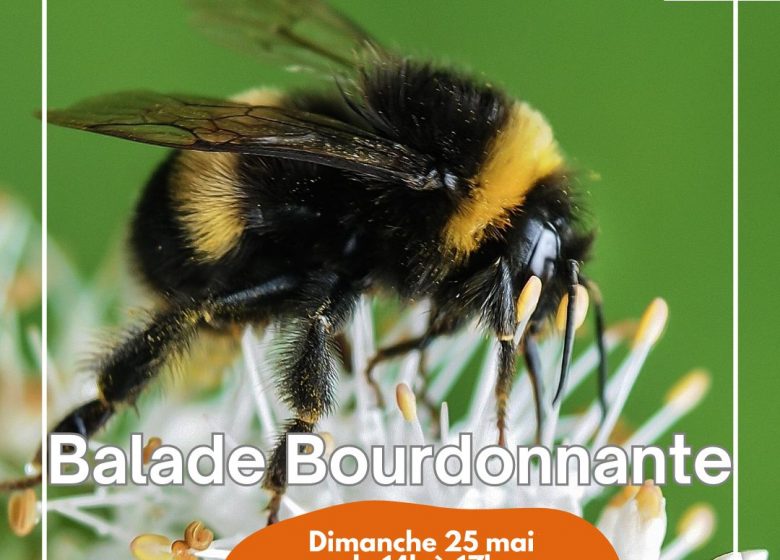 Sortie nature : Balade Bourdonnante