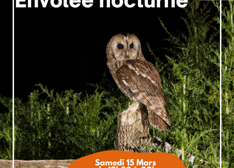 Sortie nature : Nuit de la Chouette